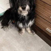 این سگ محدوده ابوالحسنی پیدا شده