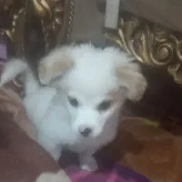 واگذاری سگ پامرروباهی 4ماهه