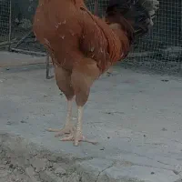 فروش خروس لاری