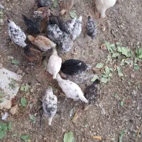 مرغ و جوجه