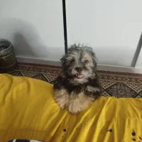 سگ اشپیتز ماده