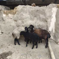 میش بره دار