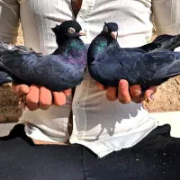 کبوتر کفتر زاغ قیل سیاه سرخ سوسنی واکسی چشم نوک|پرنده|شهرضا, |دیوار