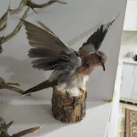 مجسمه|مجسمه، تندیس، ماکت|ایلام, |دیوار