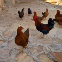 مرغ خروس محلی