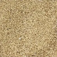 گندم آبی برای کاشت وآرد