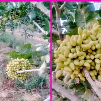 راز اصلاح خاک اصولی،پری مغزپسته و حفظ جوانه ها