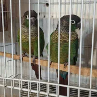 جفت مولد گرینچیک جفت قناری نرو ماده|پرنده|فردوس (خراسان), |دیوار