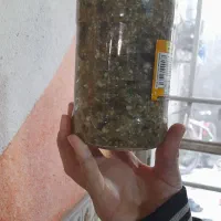 بندری‌‌تند