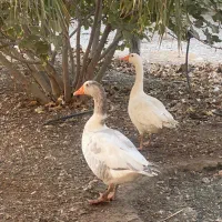 دوعددغازنرچشم ابی