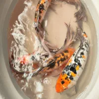 کوی کلکسیونی