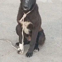 ماده قدرجون