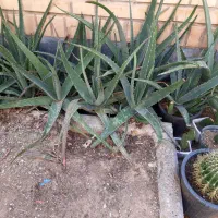 گلها والوراهای پرورش خانگی|گل و گیاه طبیعی|قم, شهرک مهدیه|دیوار