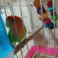 برزیلی مولد