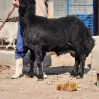 قوچ افشاری خالص درجه یک