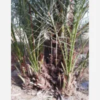 دمیت ( پاجوش  ) خنیزی درجه یک