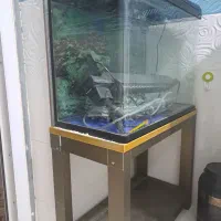 فروش یک عدد آکواریوم|ماهی|میناب, |دیوار