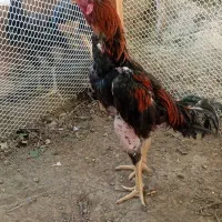 خروس لاری ۱۱ ماهه