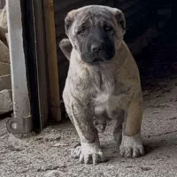 توله خراسانی