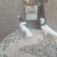 دوتا جوجه کفتر طوقی سیاه چپ سیاه مفت