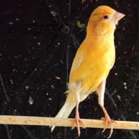 قناری ماده اماده