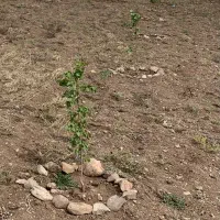 زمین مناسب باغ ( نمین)