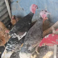 ۲ عدد بوقلمون|حیوانات مزرعه|جزنیک, |دیوار