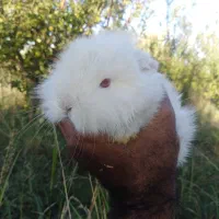 خرگوش لوپ|موش و خرگوش|مهاباد (آذربایجان غربی), |دیوار