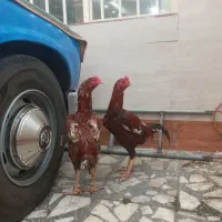 خروس لاری اصل افغان