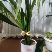 گل طبیعی|گل و گیاه طبیعی|نیشابور, ده حلاج|دیوار