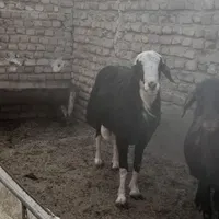 قوچ جوان|حیوانات مزرعه|تربت‌حیدریه, پائین ولایت|دیوار