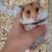 همستر سوری یک جفت به همراه ۷ عدد بچه