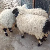 ۳عدد بره نر چاق و چله دونه11