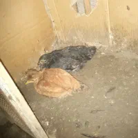 یک خروس چهل تاج و سه مرغ