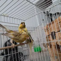 دو جفت گرینچیک ودوعدد قناری|پرنده|فردوس (خراسان), |دیوار