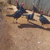 بوقلمون|حیوانات مزرعه|موچش, |دیوار