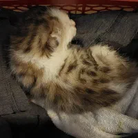 بچه گربه زخمی ، لطفا توضیحات را بخوانید