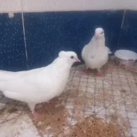 فروش کبوتر  کاکلی