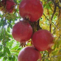 نهال انار بی دانه|خدمات باغبانی و درختکاری|شهرکرد, |دیوار