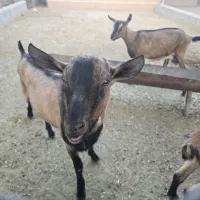 کولار ،نر بز آلپاین|حیوانات مزرعه|زرقان, |دیوار