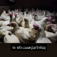 مرغ|حیوانات مزرعه|اسفراین, |دیوار