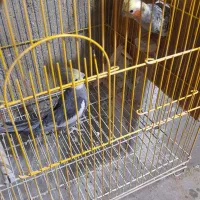 فروش چند جفت عروس مولد رو تخم|پرنده|اسکو, |دیوار