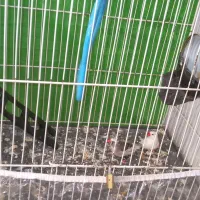 فنچ تخم داره ماوضه با سگ