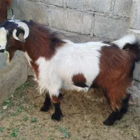 فروش فوری دوتروشت|حیوانات مزرعه|مهرستان, |دیوار