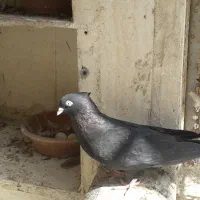 زاغ ابادانی|پرنده|قم, بکایی|دیوار