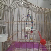 مرغ عشق دستی|پرنده|قم, نخودی|دیوار