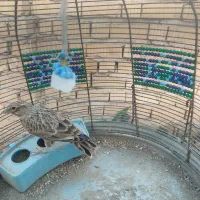 سهره خاکی و سهره قناری|پرنده|شیراز, کوشک میدان|دیوار