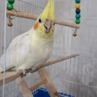 عروس هلندی نر|پرنده|پیر بکران, |دیوار