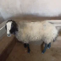 با سلام قوچ شال اصل نژاد
