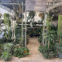 فروش کاکتوس و ساکولنت